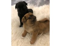 pugs for sale east midlands